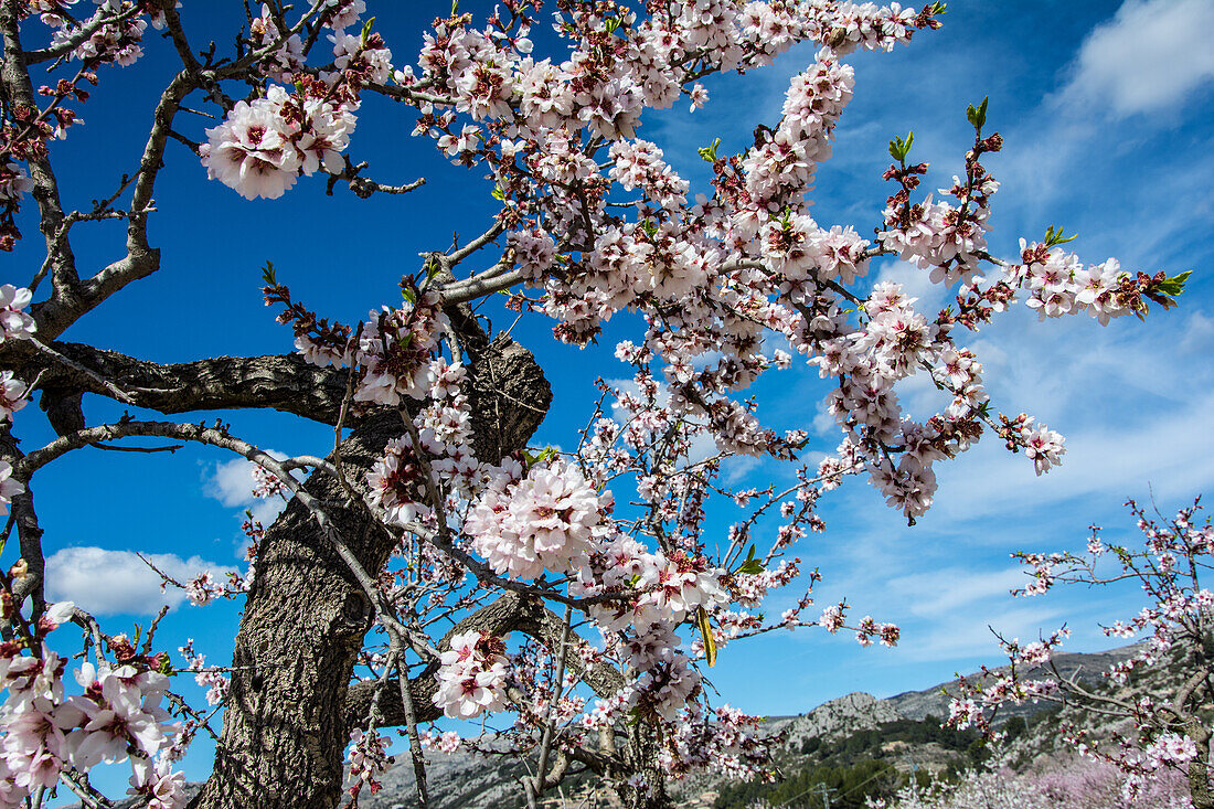 Mandelblüte (Prunus dulcis) in der Sierra Aixorta, im Januar, Hinterland bei Calpe, Costa Blanca, Provinz Alicante, Spanien