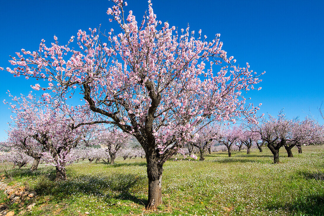 Mandelblüte (Prunus dulcis) im Vall de Pop im Januar, Hinterland zwischen Denia und Moraira, Costa Blanca, Provinz Alicante, Spanien