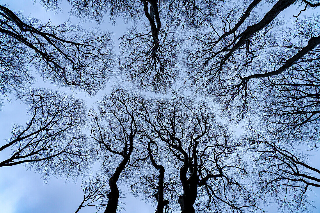  Ghost forest view into the sky, Baltic Sea resort of Nienhagen, Mecklenburg-Western Pomerania, Germany 