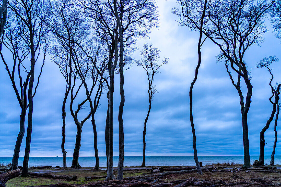 Gespensterwald am Strand vom Ostseebad Nienhagen, Mecklenburg-Vorpommern, Deutschland \n