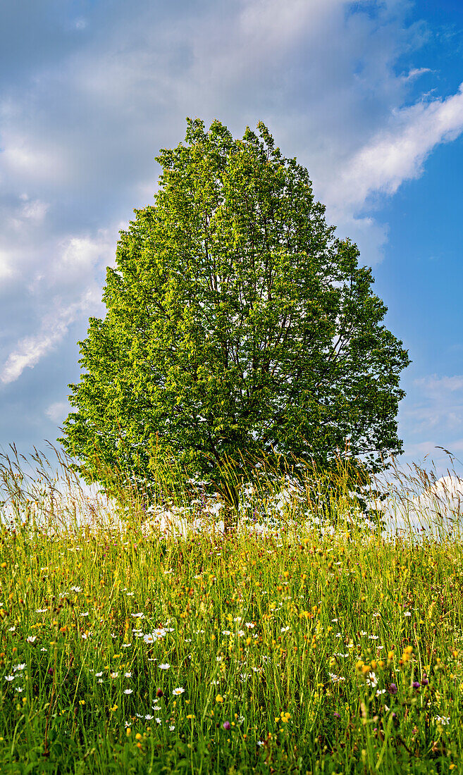 Baum in einer Sommerwiese, Bayern, Deutschland