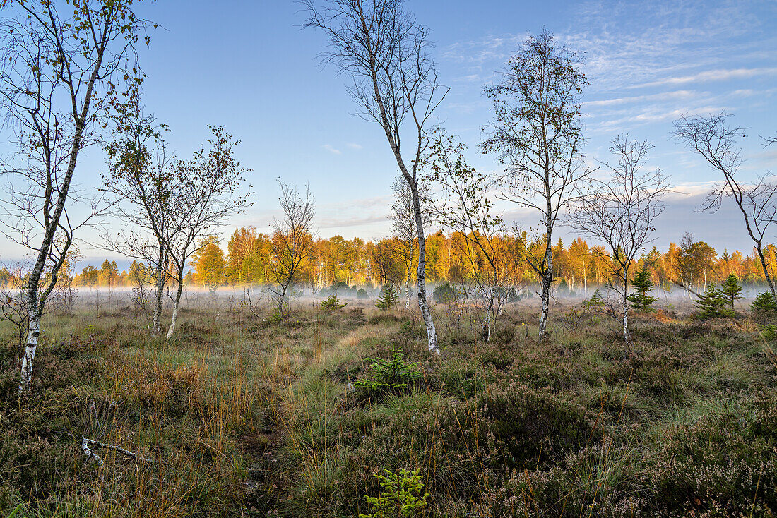 Autumn morning in the moorland area at Staffelsee, Uffing, Blaues Land, Garmisch-Partenkirchen district, Upper Bavaria, Bavaria, Germany, Europe