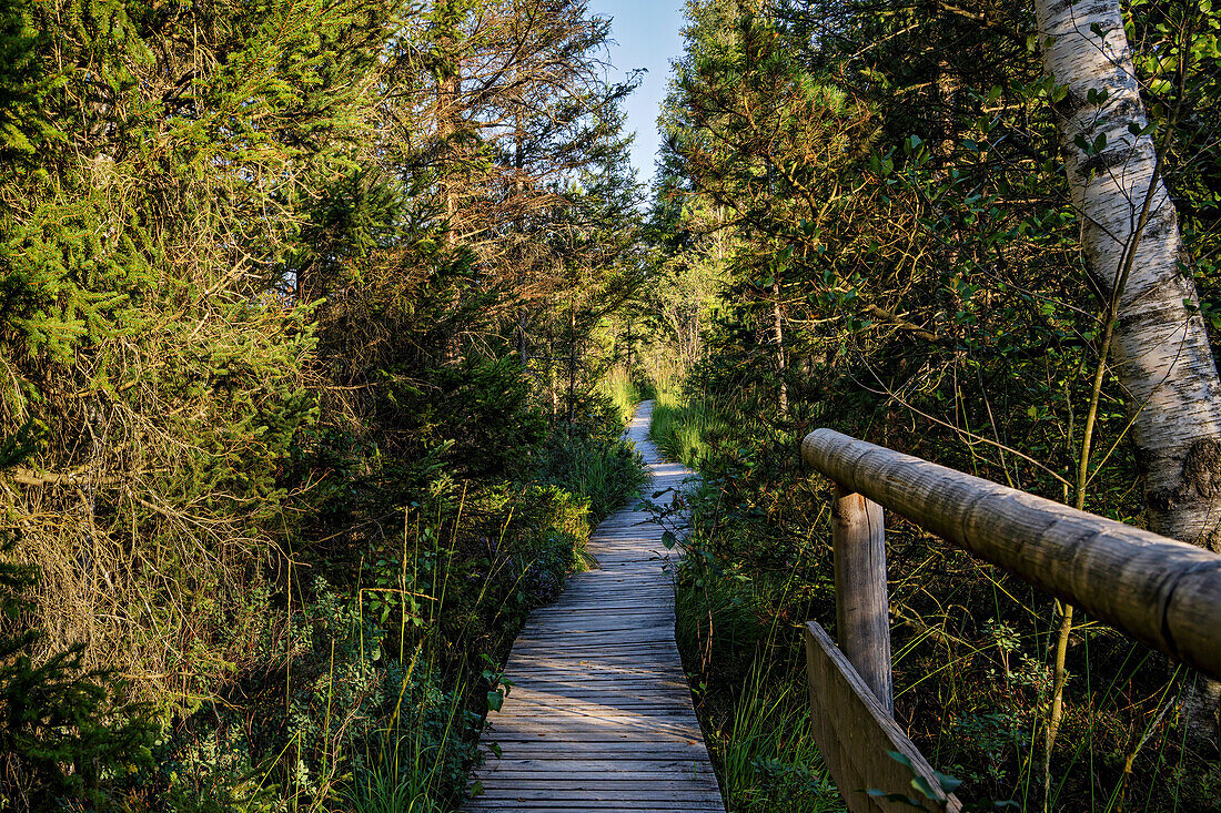 Out and about in the Murnauer Moos, Murnau, Upper Bavaria, Bavaria, Germany