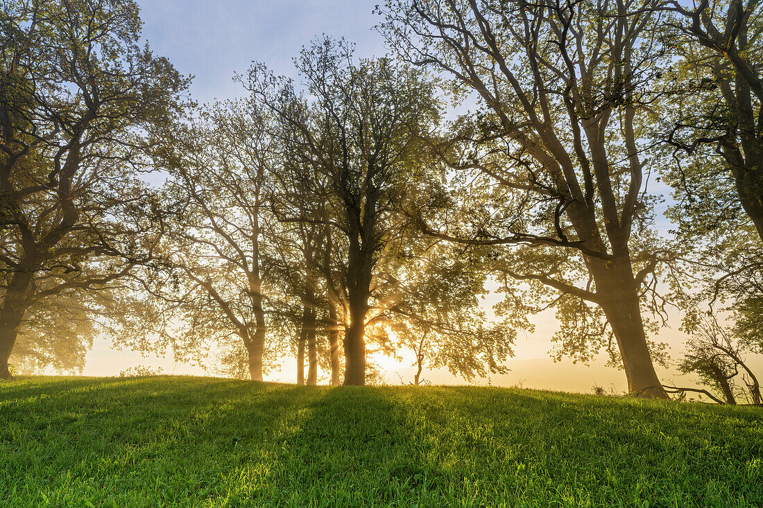 Bäume im Morgennebel im Herbst bei Habach, Bayern, Deutschland