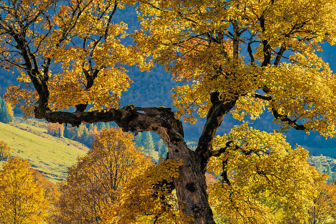 Golden autumn in the Eng, Hinterriß, Karwendel, Tyrol, Austria