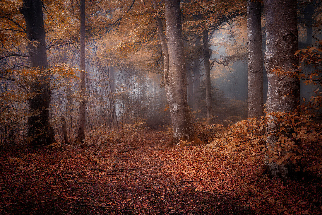 Wald im Herbst, Herbstwald in der Nähe von Andechs, Bayern, Deutschland