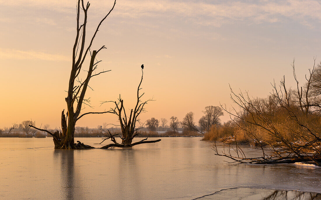 Bei Tagesanbruch am Donaualtwasser bei Wörth im Winter, Bayern, Deutschland, Europa