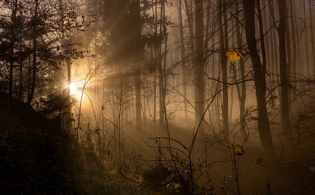Herbst im Wald bei Nebel und Sonnenlicht, Bayern, Deutschland
