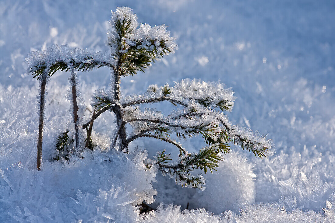 Small spruce in winter dress
