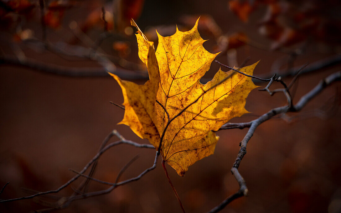 Herbstliches Ahornblatt im Abendlicht, Herbstlaub, Bayern, Deutschland, Europa