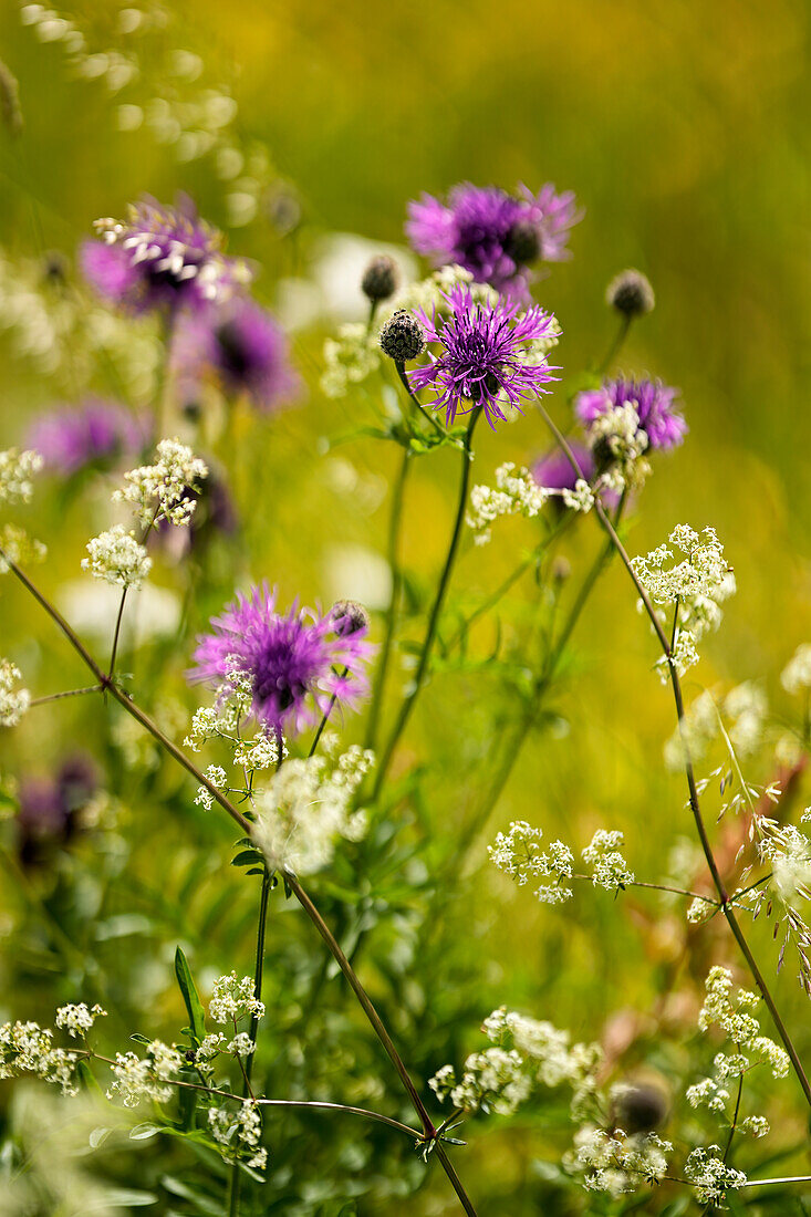 In the middle of a summer meadow, Bavaria, Germany