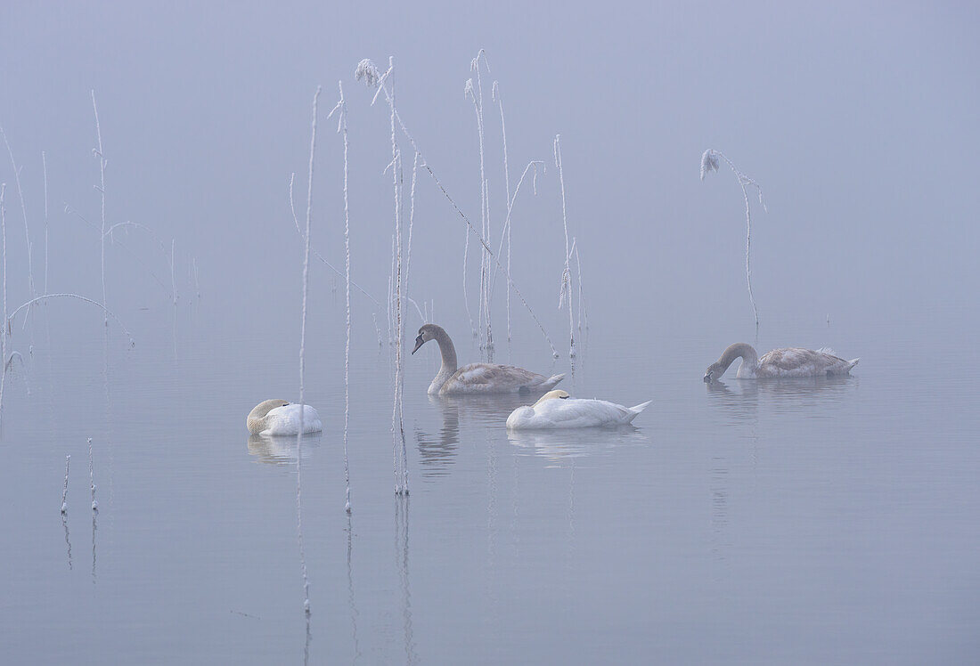 Swans at Kochelsee in winter, Bavaria, Germany