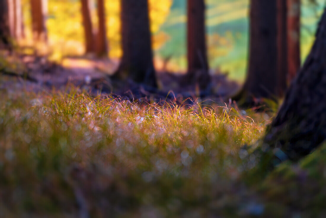 Wald im Abendlicht, Detail mit Gras am Waldboden, Bayern, Deutschland