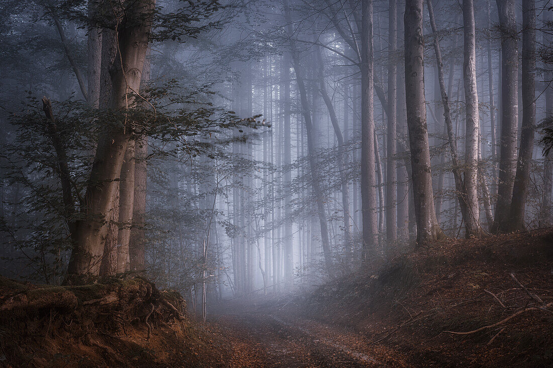 Weg im Wald im Herbst bei Nebel, Rotbuchenwald, Oberbayern, Bayern, Deutschland