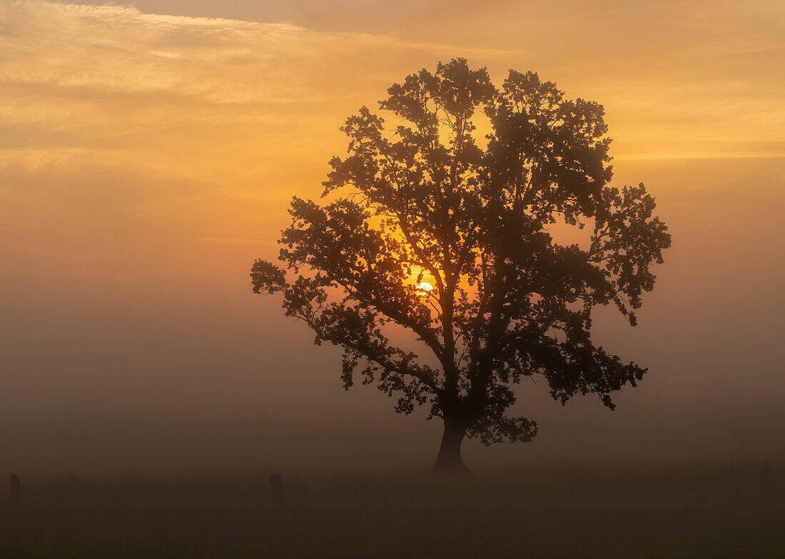 Foggy morning near Obersöchering in early autumn, Bavaria, Germany