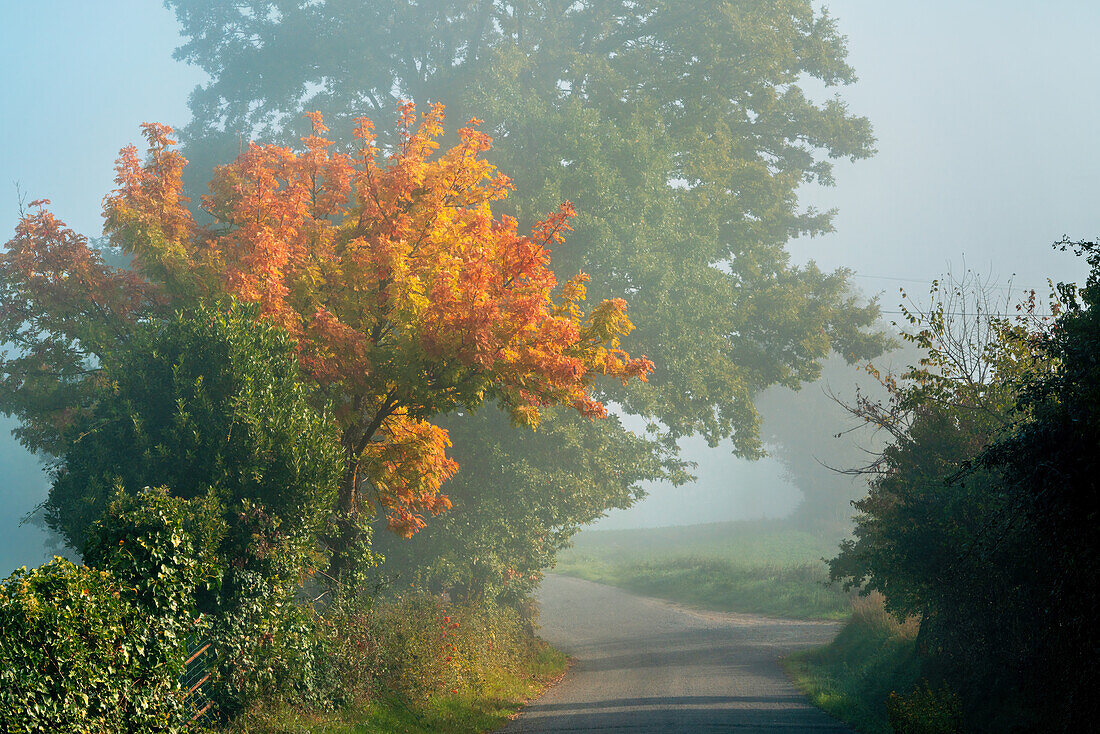  Autumn morning near Chiusdino, Siena Province, Tuscany, Italy  