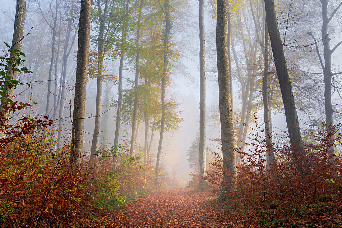 Weg, Morgennebel in einem herbstlichen Buchenwald, Wald nahe Kloster Andechs, Bayern, Deutschland