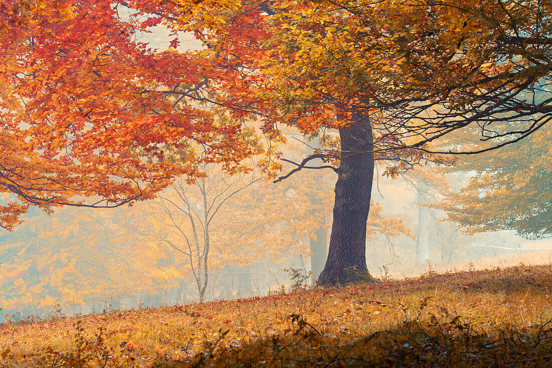 Baum im Herbst, Herbstmorgen in der Nähe von Kloster Andechs, Bayern, Deutschland