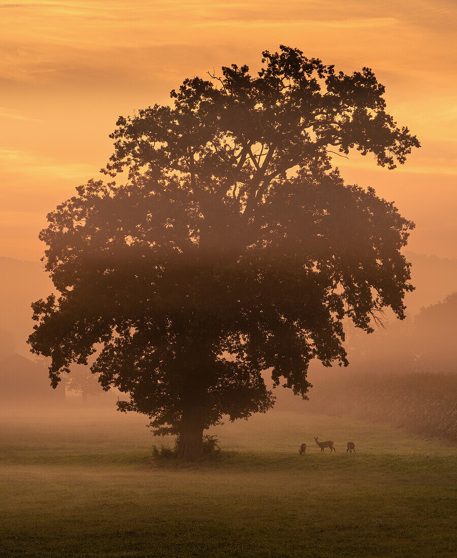  Foggy morning near Obersöchering in autumn, Bavaria, Germany 