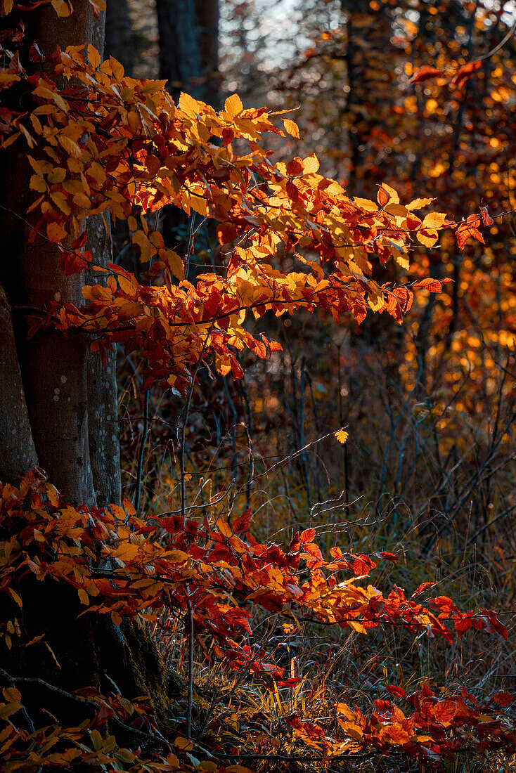 Herbstliche Buchenblätter im Abendlicht, Weilheim, Bayern, Deutschland