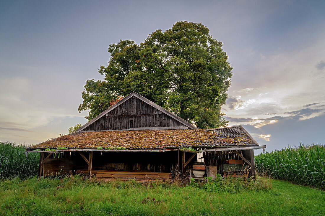  Field barn in Oberland, Weilheim, Bavaria, Germany, Europe 