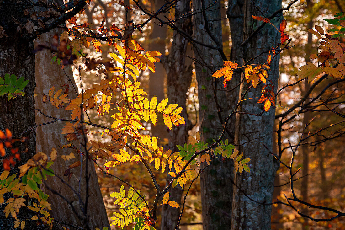 Detail im Herbst, Ast und Blätter im Wald, Herbstwald, Bayern, Deutschland