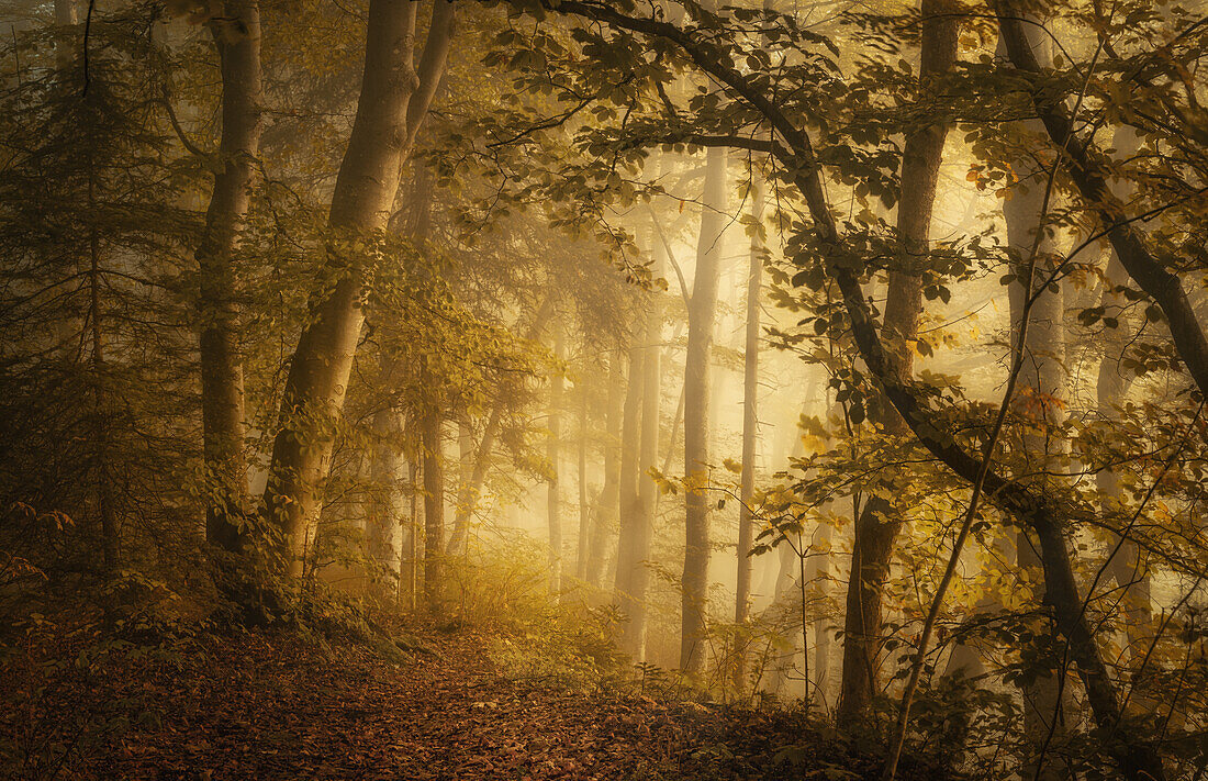  Misty autumn morning in a beech forest south of Munich, Bavaria, Germany, Europe 