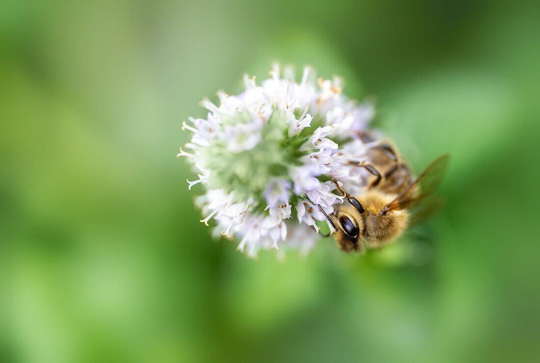 Fleißige Biene im Bauerngarten, Bayern, Deutschland