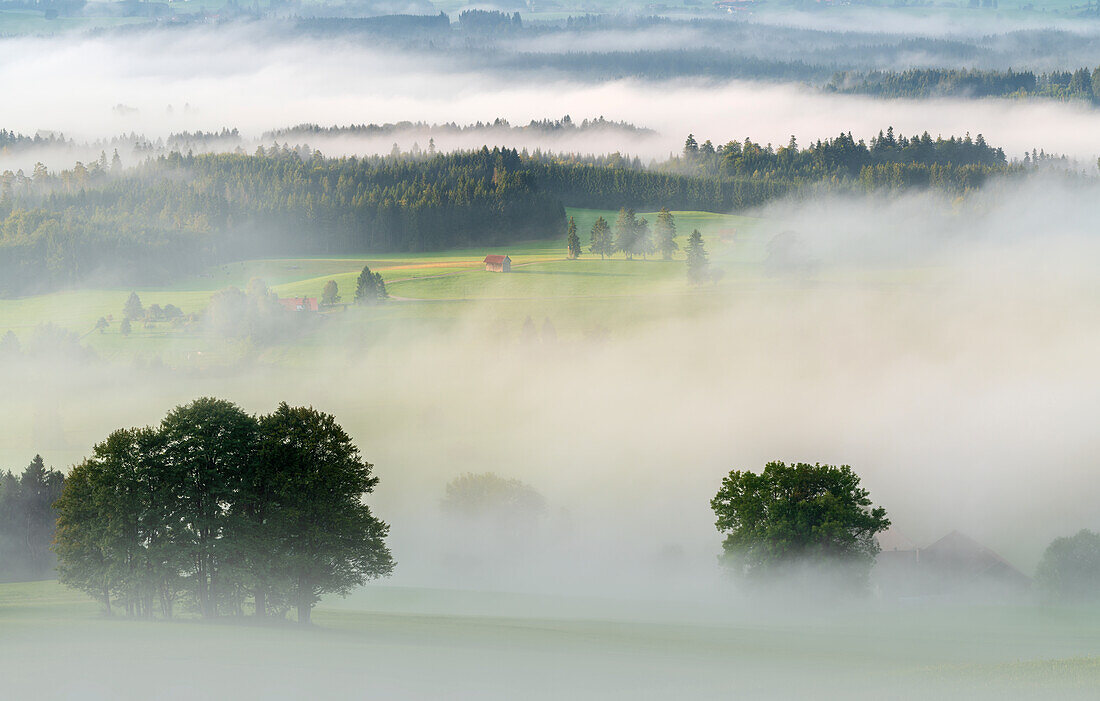 Morgennebel im Kochelmoos im September, Sindesldorf, Großweil, Bayern, Deutschland