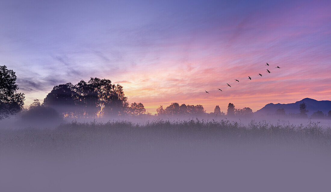 Landschaft und Vögel, Morgennebel im Moor in der Nähe von Uffing, Oberbayern, Bayern, Deutschland