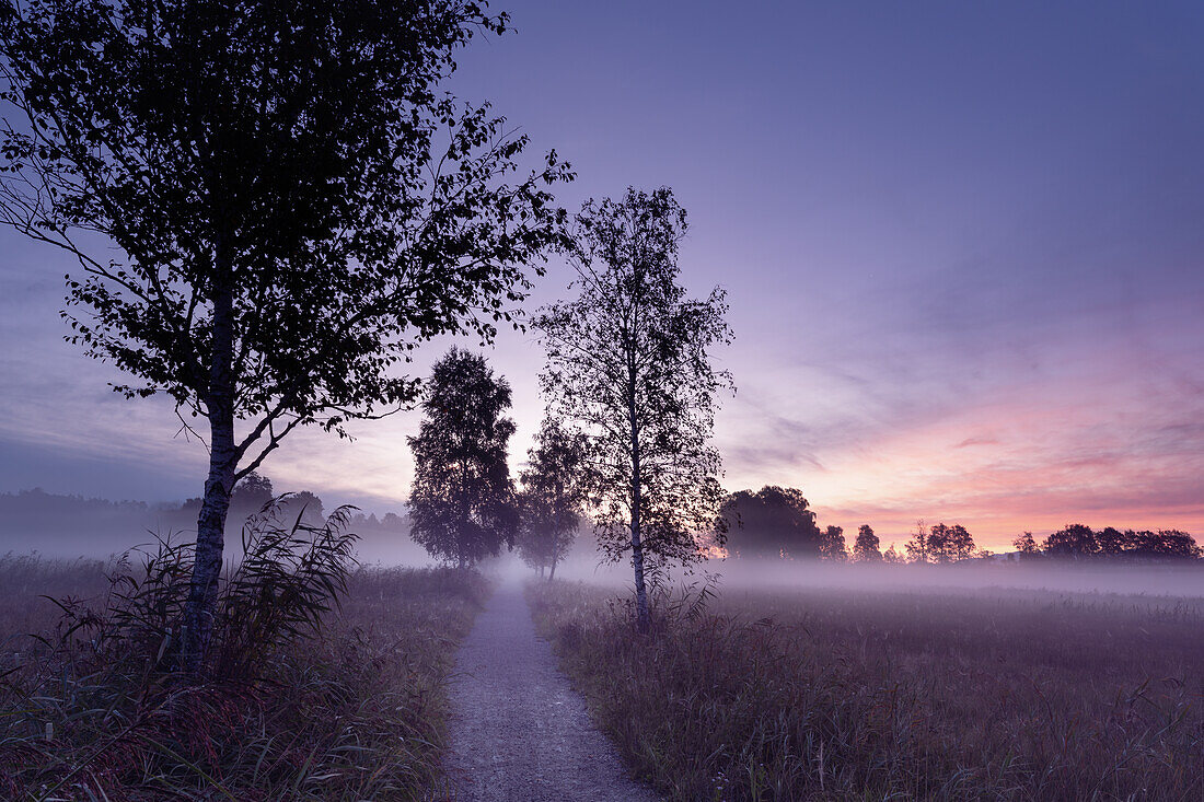 Morgennebel im Herbst, Moor in der Nähe von Uffing, Oberbayern, Bayern, Deutschland