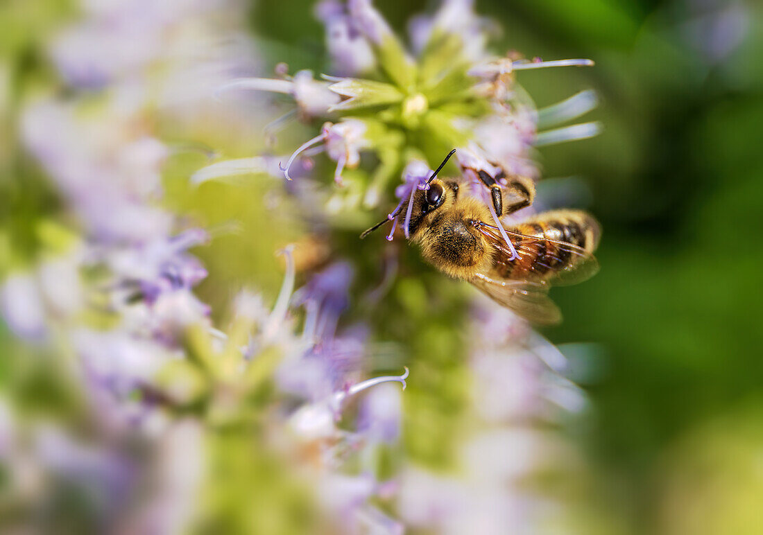 Fleißige Biene im Bauerngarten, Bayern, Deutschland