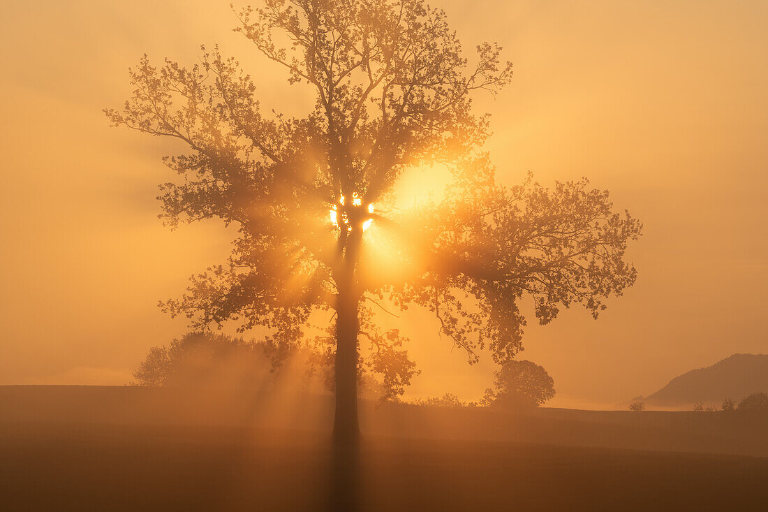  Foggy morning near Habach, Bavaria, Germany 