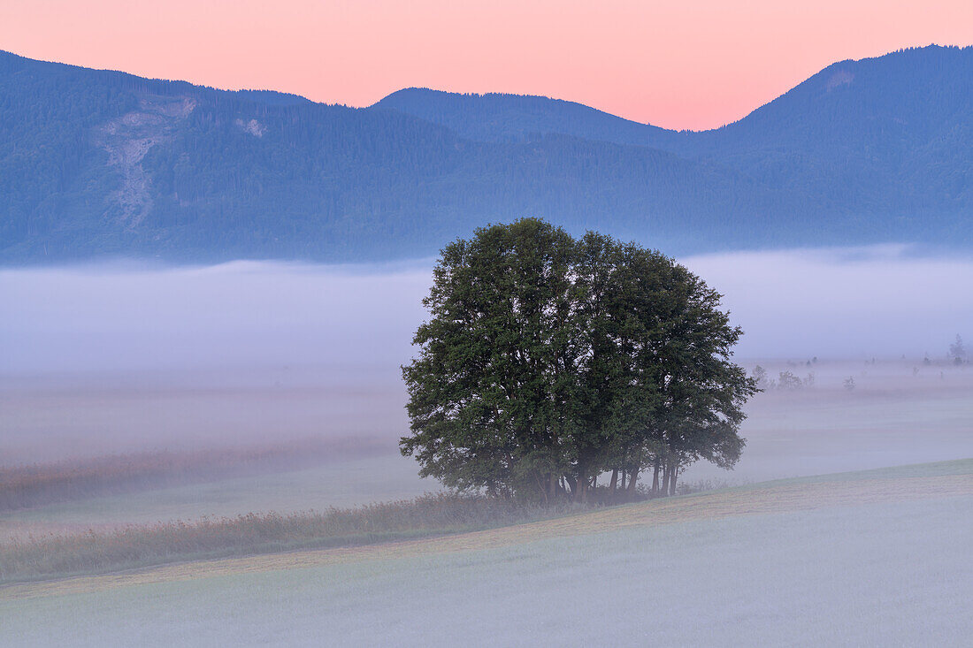 Baum und Morgennebel im Murnauer Moos im Herbst, Murnau, Bayern, Deutschland, Europa