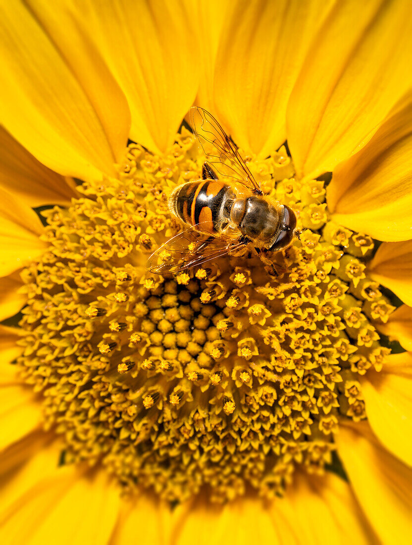 Biene an einer leuchtenden Sonnenblume, Bayern, Deutschland
