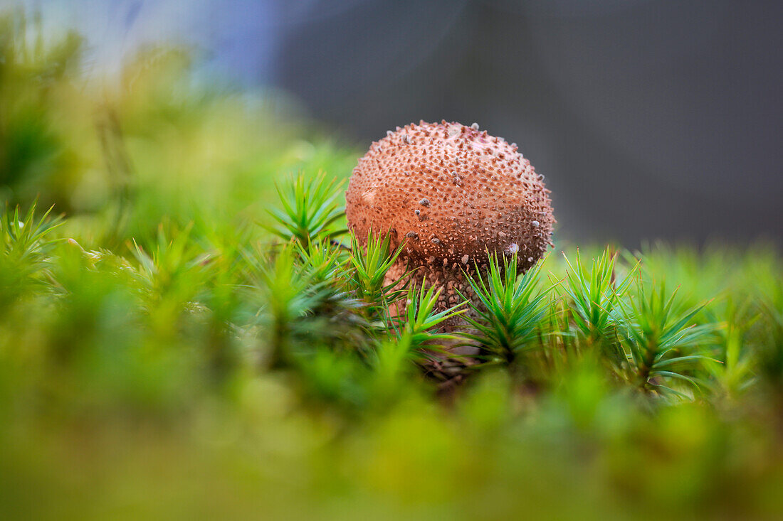  Lycoperdon echinatum, hedgehog pollinator in autumn forest, Bavaria, Germany 