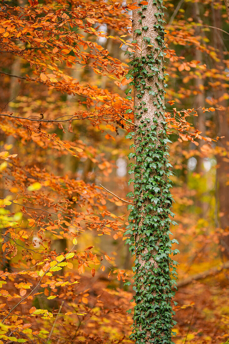  In the autumn forest, Upper Bavaria, Bavaria, Germany, Europe 