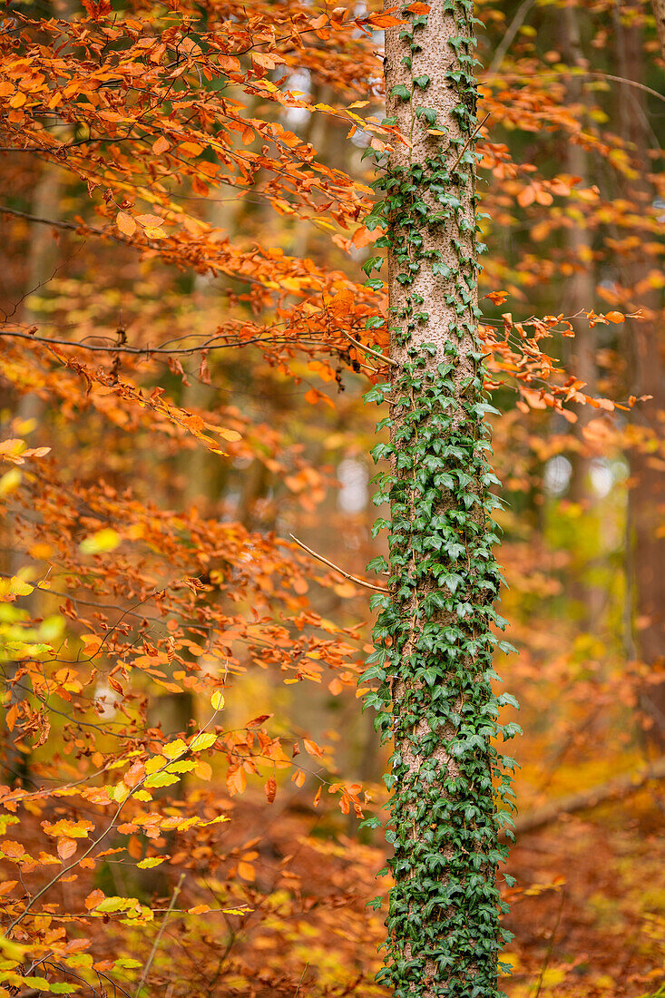 Efeu am Stamm, im Herbstwald, Oberbayern, Bayern, Deutschland, Europa
