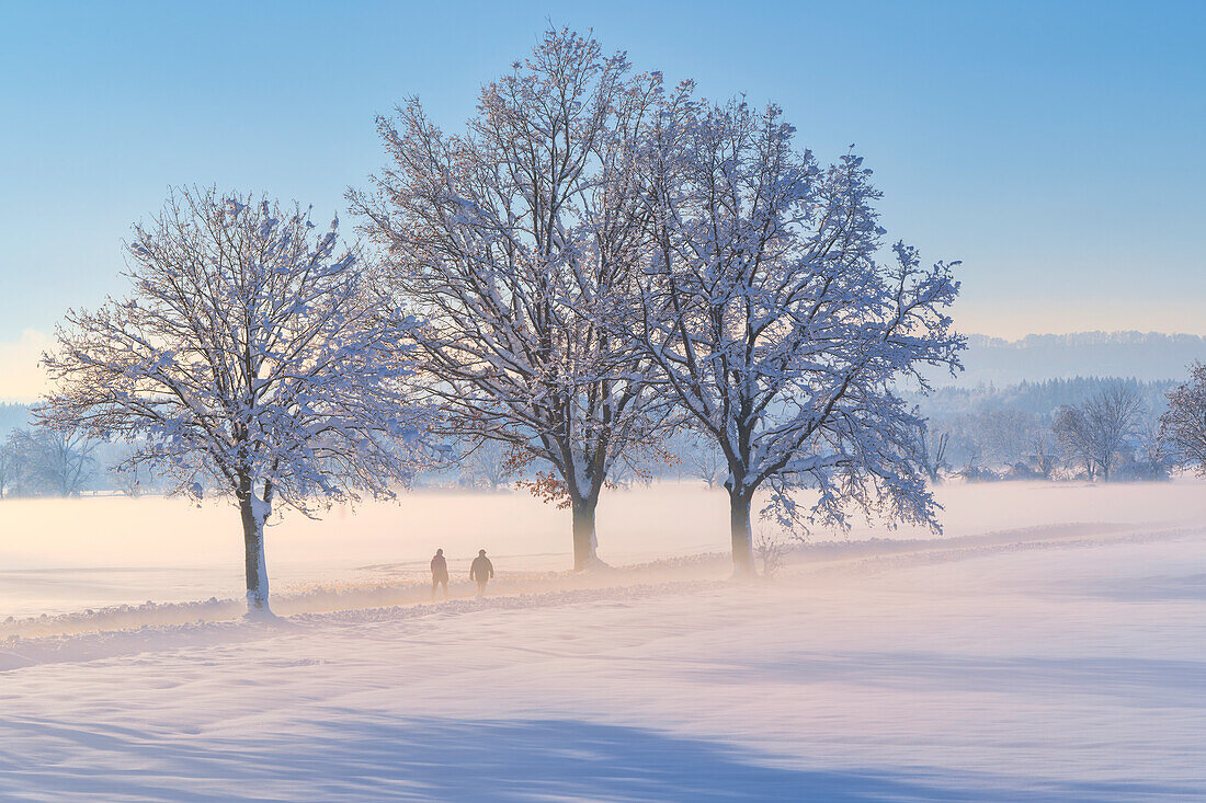 Spaziergänger im Weilheimer Moos im Winter, Weilheim, Bayern, Deutschland, Europa