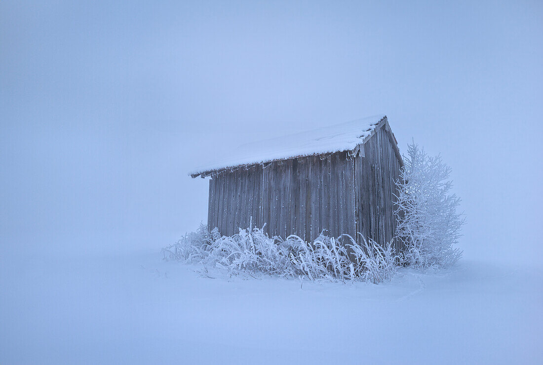  Biting cold in Kochelmoos, Schlehdorf, Upper Bavaria, Bavaria, Germany 