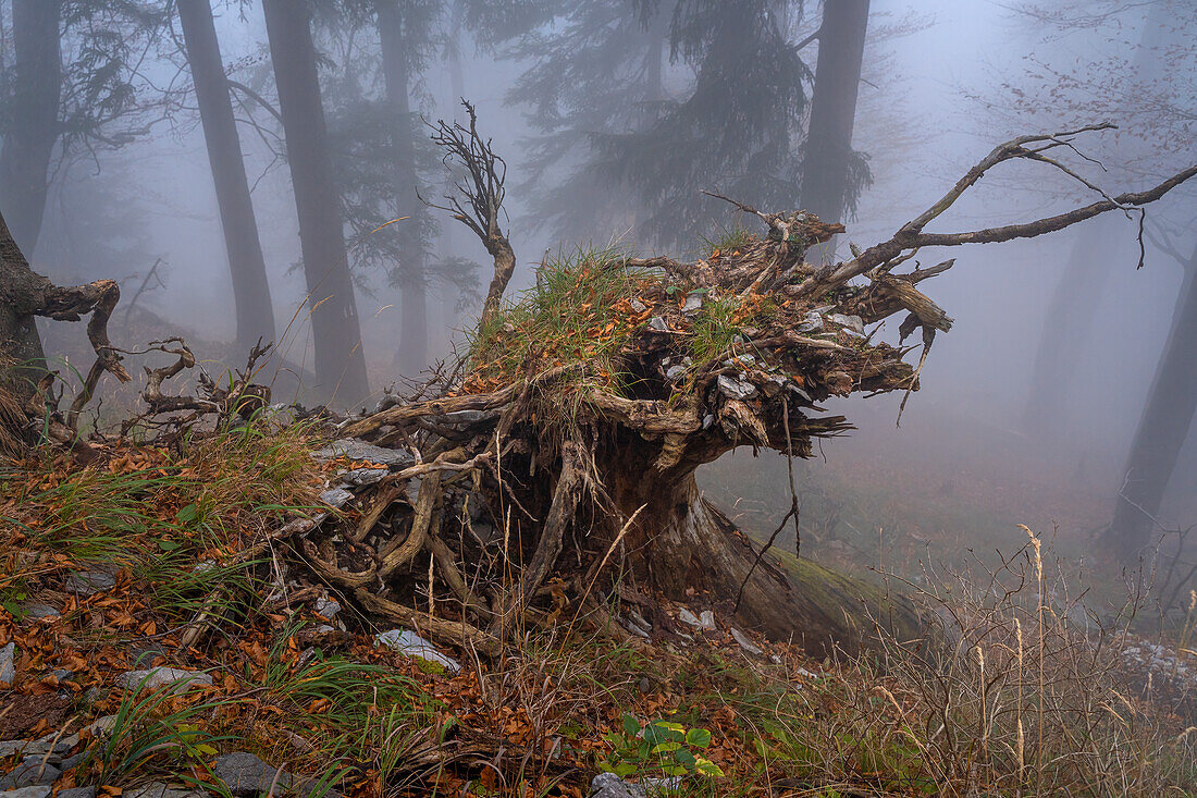 Bizarre root in the mountain forest, Kochel am See, Bavaria, Germany 