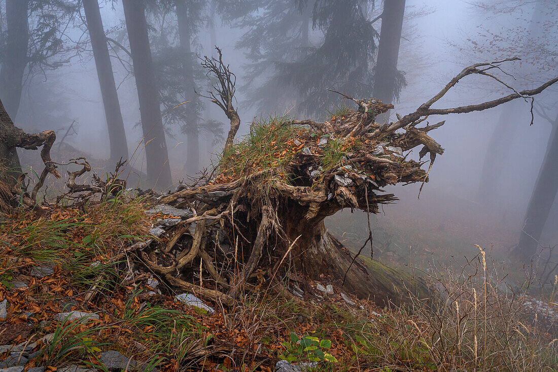 Bizarre Wurzel im Bergwald, Kochel am See, Bayern, Deutschland