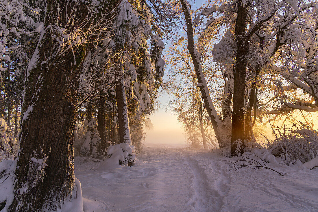 Winter im Weilheimer Moos, Weilheim, Bayern, Deutschland, Europa