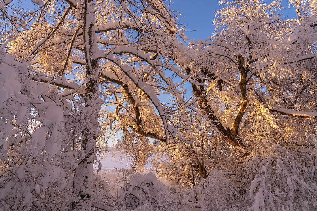 Winter im Weilheimer Moos, Weilheim, Bayern, Deutschland, Europa