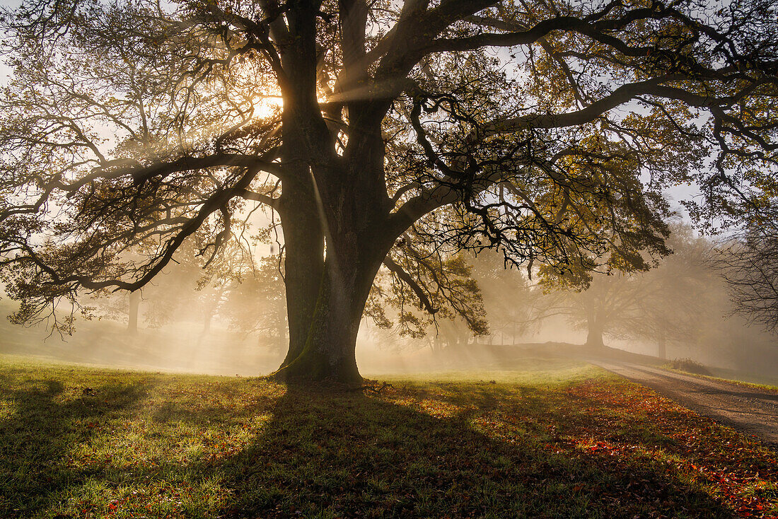  Autumn morning near Andechs, Bavaria, Germany 