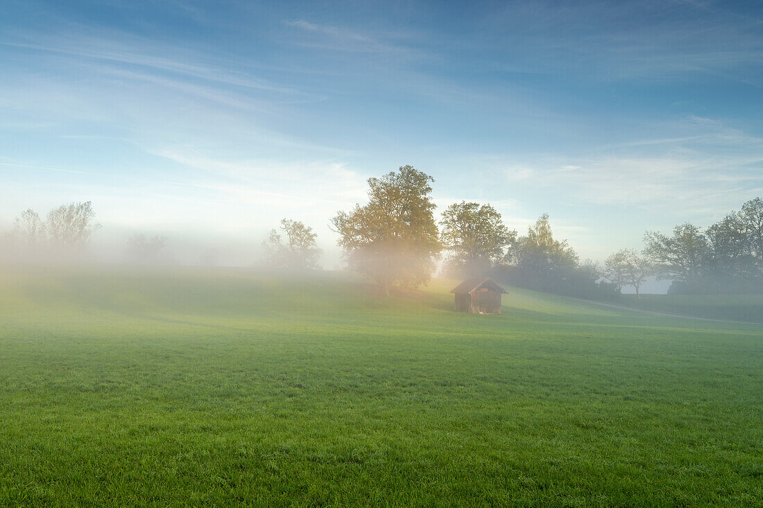  Foggy morning near Obersöchering, Bavaria, Germany 