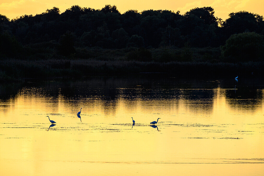  Heron on the Peene, Menzlin near Anklam, Baltic Sea coast, Mecklenburg Western Pomerania Baltic Sea coast, Mecklenburg Western Pomerania, Germany 