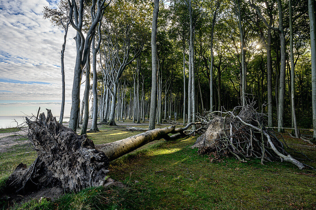  Ghost Forest near Nienhagen, Rostock, Baltic Sea Coast, Mecklenburg Western Pomerania, Germany * Ghost Forest near Nienhagen,, Baltic Sea Coast, Mecklenburg Western Pomerania, Germany 