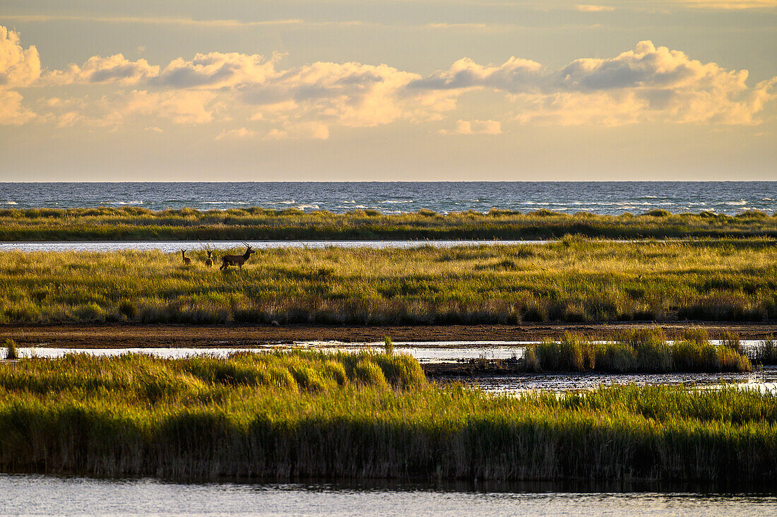  Deer on the nature trail at Darsser Ort, nature, Baltic coast, Mecklenburg-Western Pomerania, Germany 