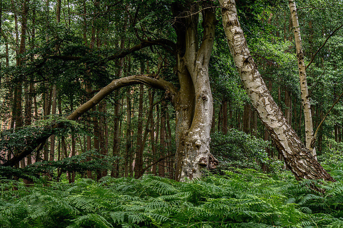 Ribnitzer Großes Moor, Dierhäger Moor bei Graal-Müritz, Ostseeküste, Mecklenburg-Vorpommern, Deutschland